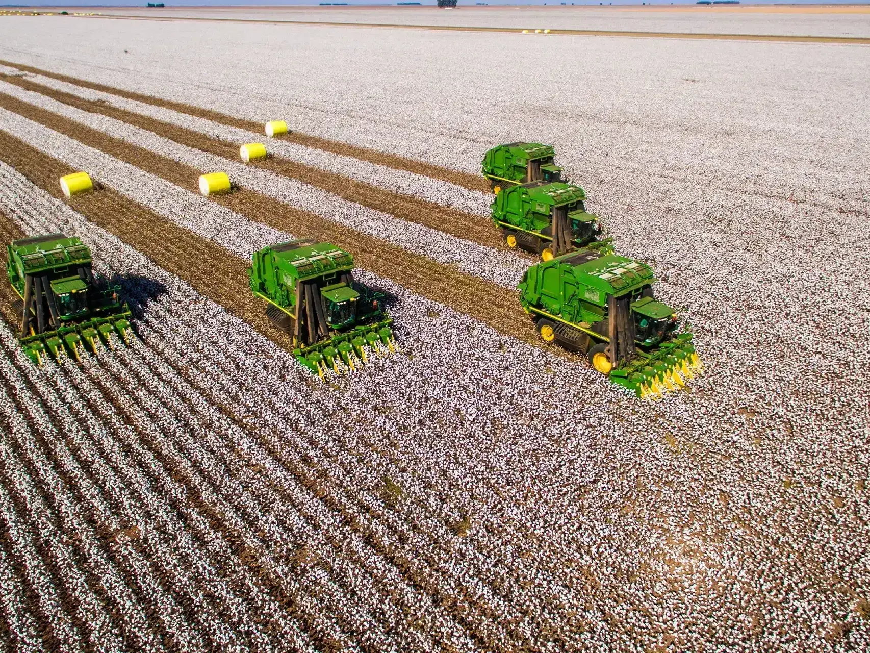 A cultura -do algodão