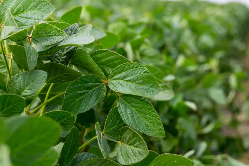 close up of a soybean plant field under a blue sky 2025 02 18 04 44 32 utc