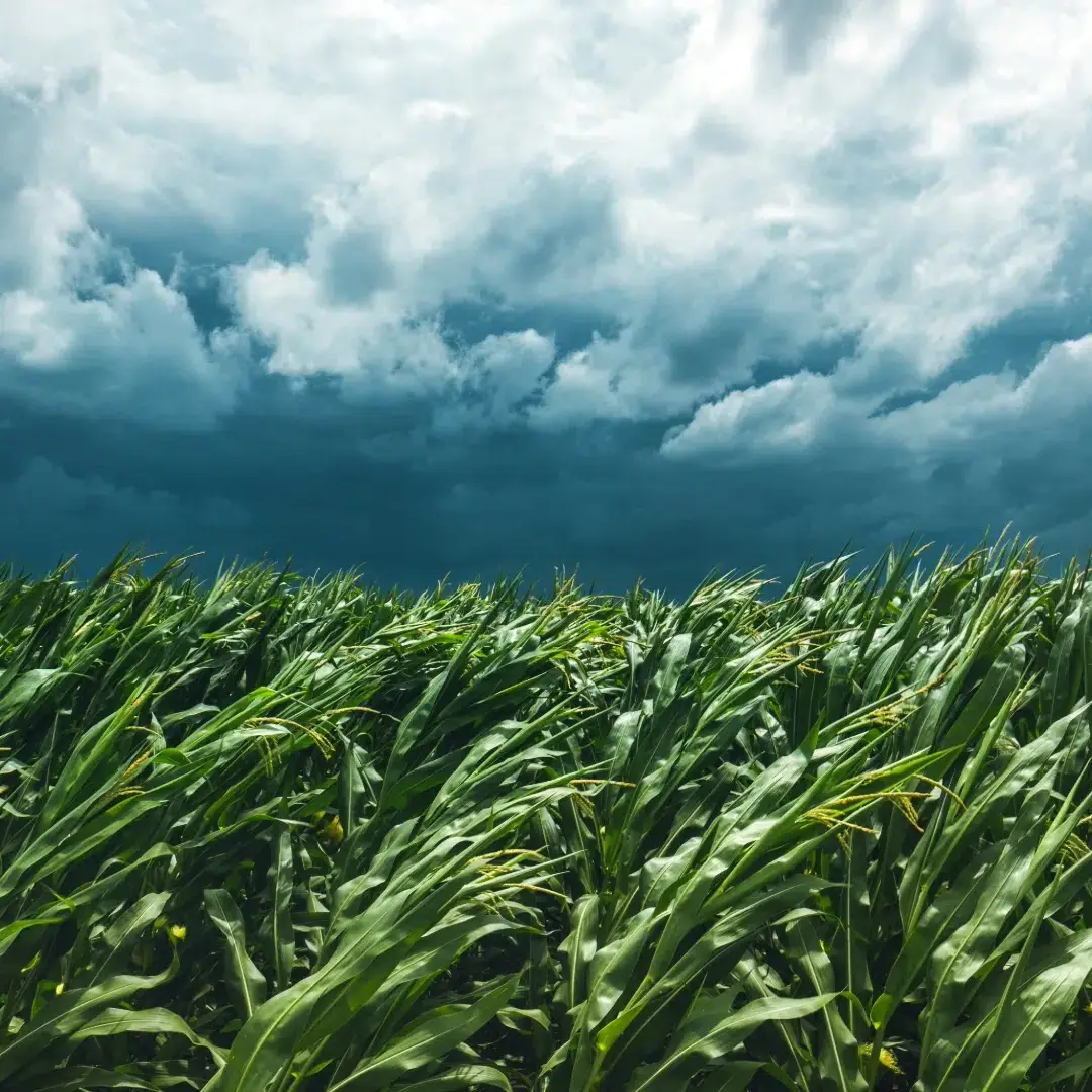 corn field and stormy sky 2024 12 06 22 05 12 utc 1 uai