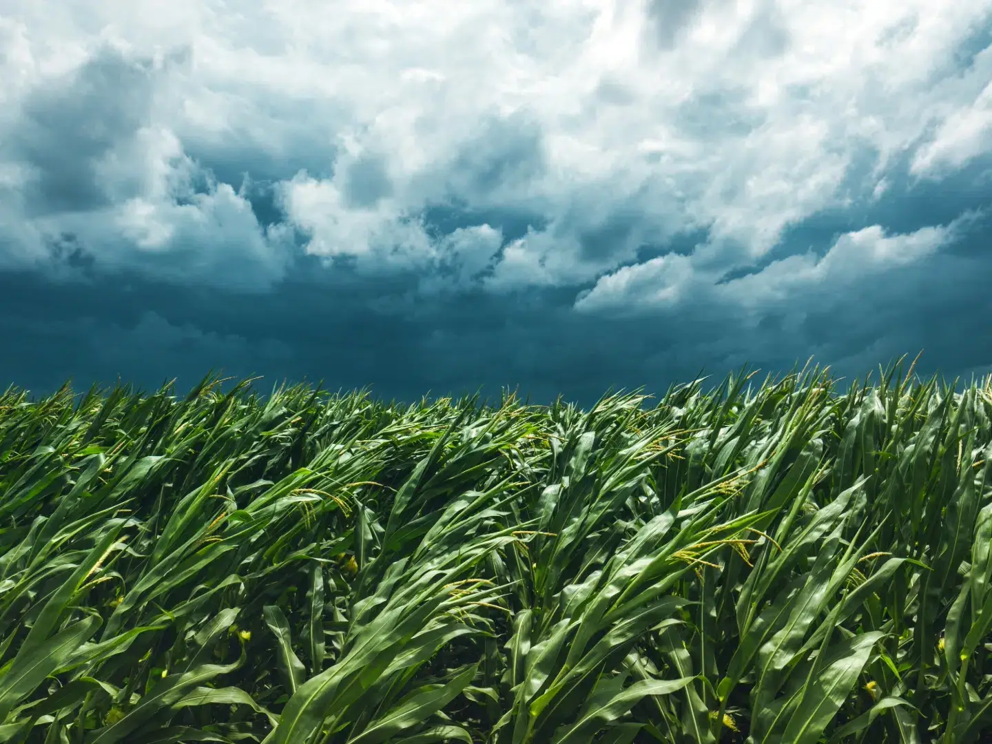 corn field and stormy sky 2024 12 06 22 05 12 utc 1 uai
