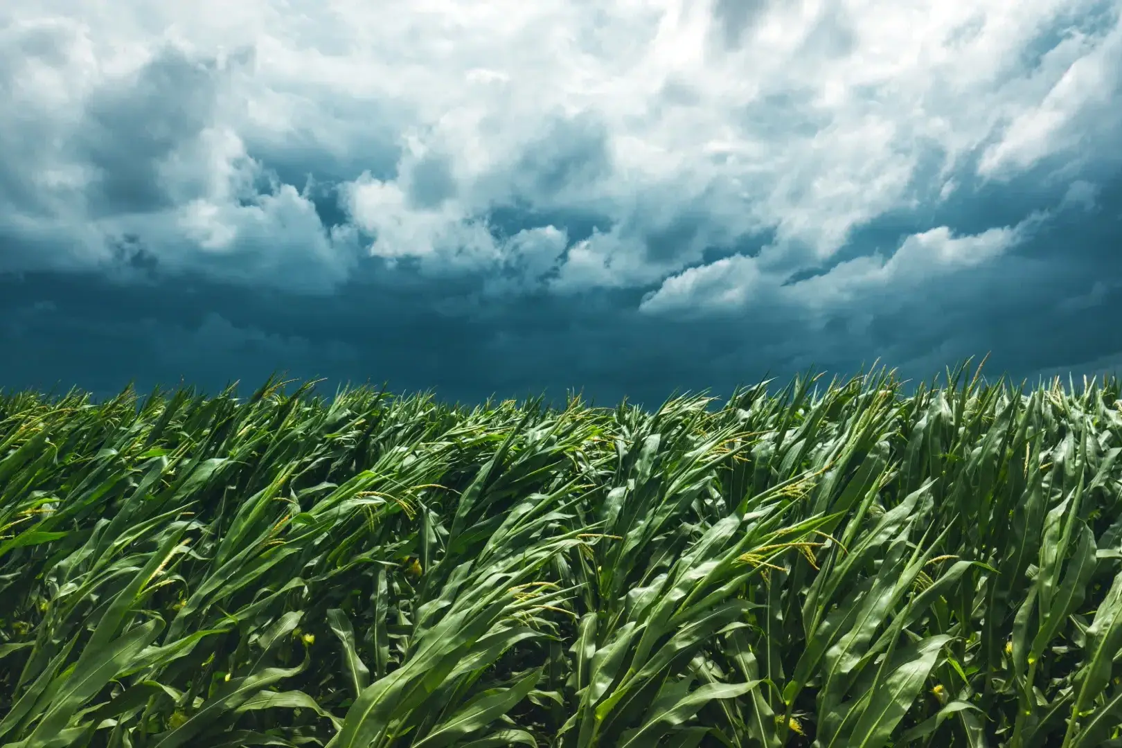corn field and stormy sky 2024 12 06 22 05 12 utc 1 uai