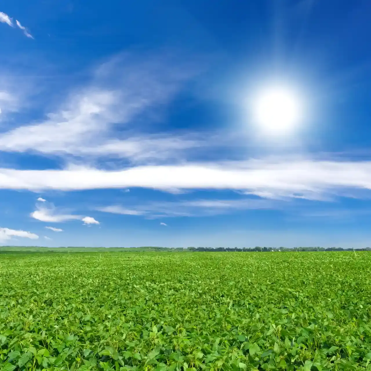 Campo extenso de soja, com folhagem verde e densa, se estendendo até o horizonte sob um céu azul profundo com nuvens brancas e sol forte.