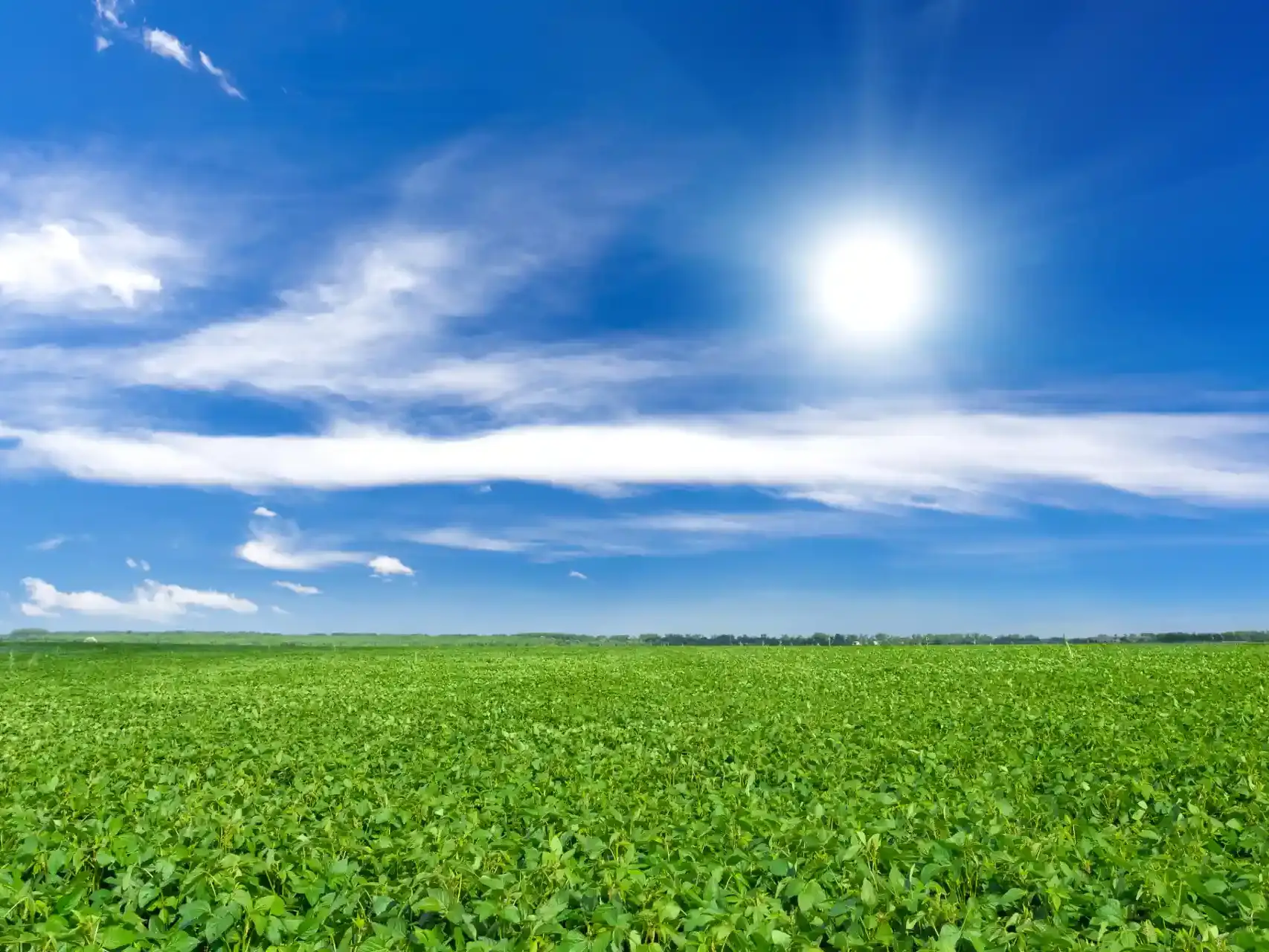 Campo extenso de soja, com folhagem verde e densa, se estendendo até o horizonte sob um céu azul profundo com nuvens brancas e sol forte.