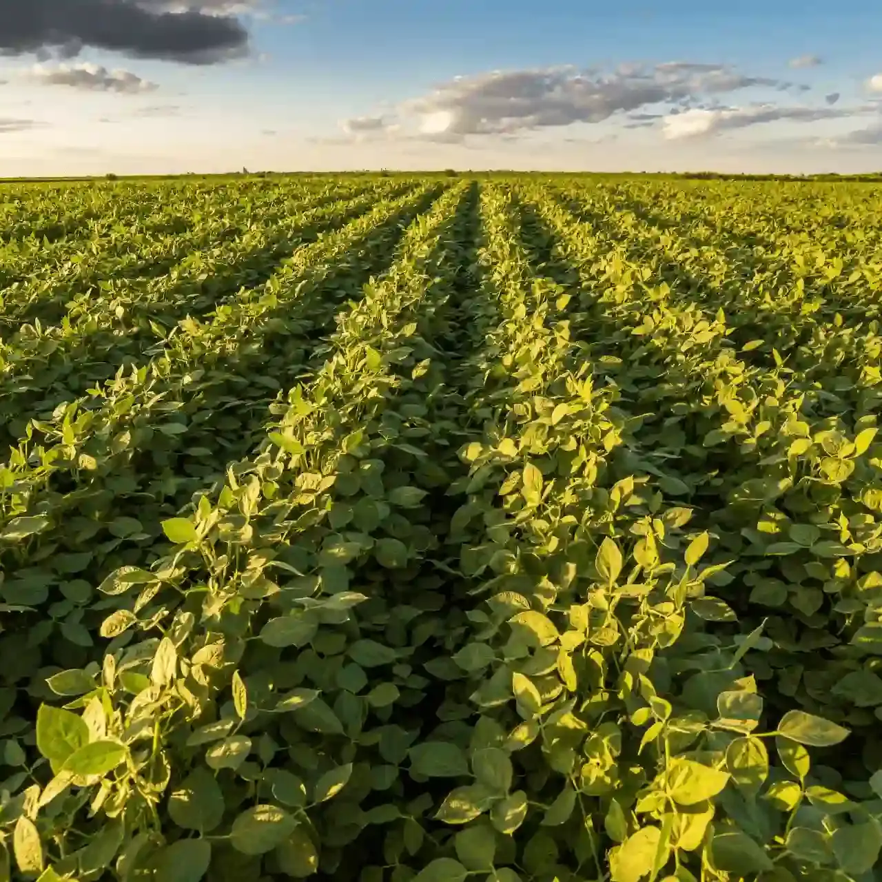 Lavoura de soja em vista aerea uai