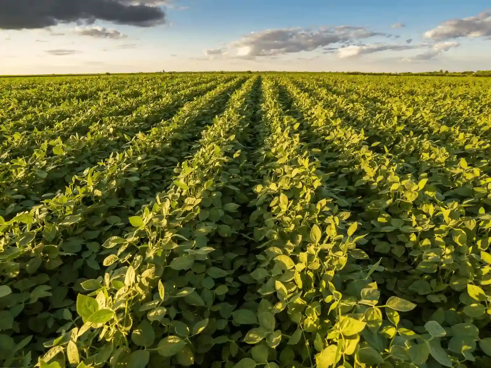 Lavoura de soja em vista aerea uai