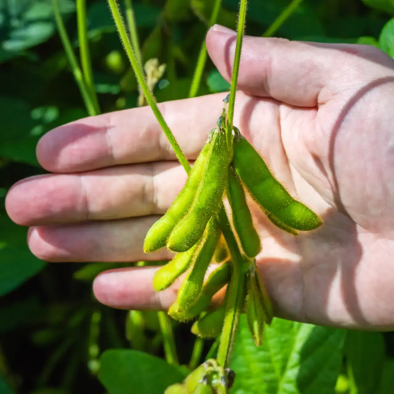 Mãos de um agricultor exibindo vagens de soja verdes, simbolizando o cuidado e o crescimento sustentável na agricultura com o Manejo Integrado de Pragas (MIP).
