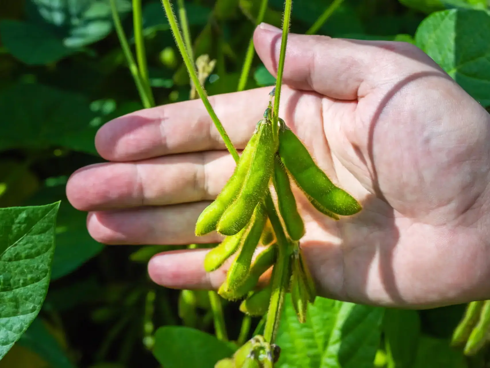 Mãos de um agricultor exibindo vagens de soja verdes, simbolizando o cuidado e o crescimento sustentável na agricultura com o Manejo Integrado de Pragas (MIP).