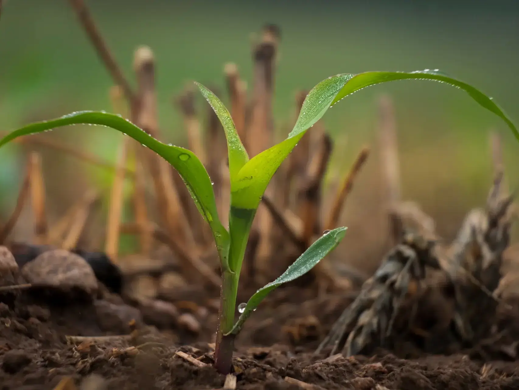 Milho safrinha desafios e oportunidades para um plantio de qualidade em 2026 uai