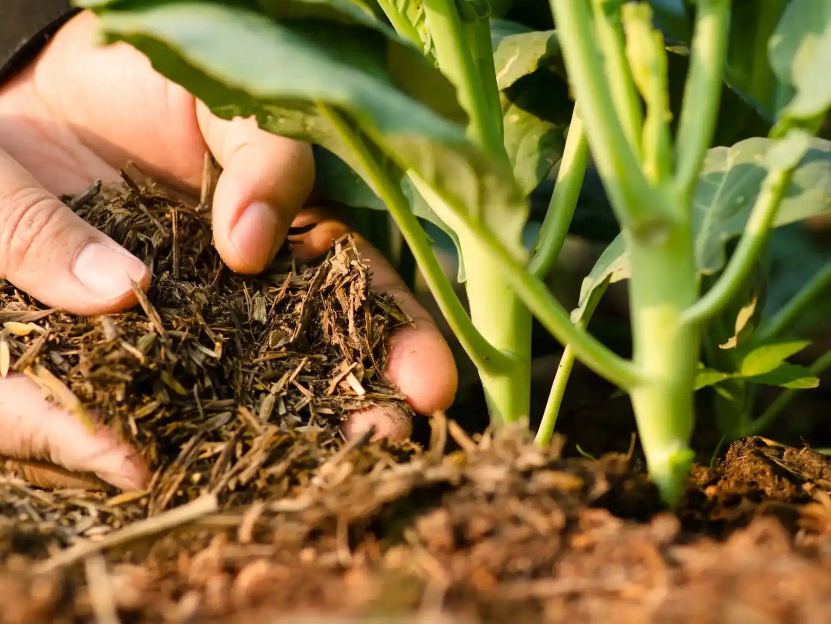 Uso de fertilizantes organominerais na agricultura