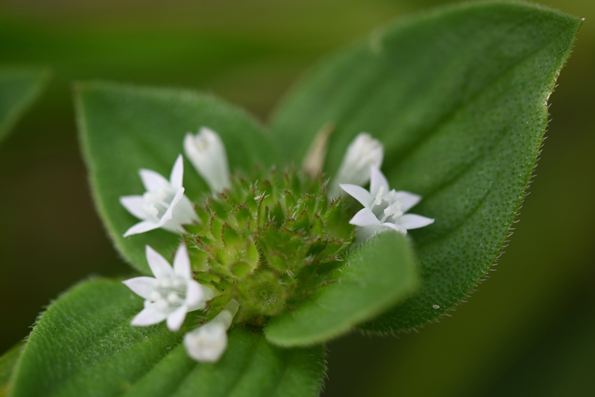 planta daninha de folha larga da soja, a poaia-branca (Richardia brasiliensis)
