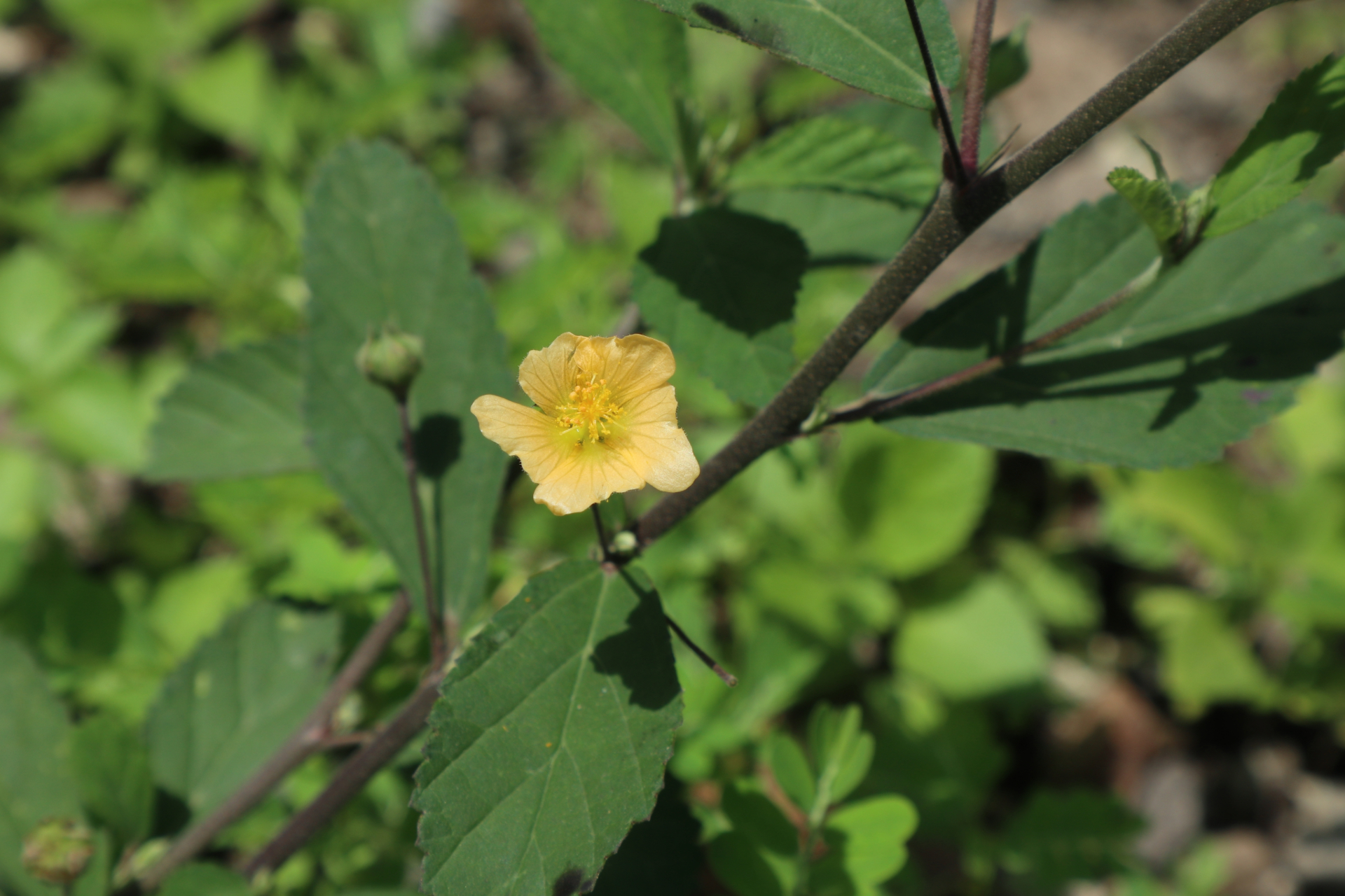 planta daninha de folha larga da soja, a guanxuma (Sida rhombifolia)