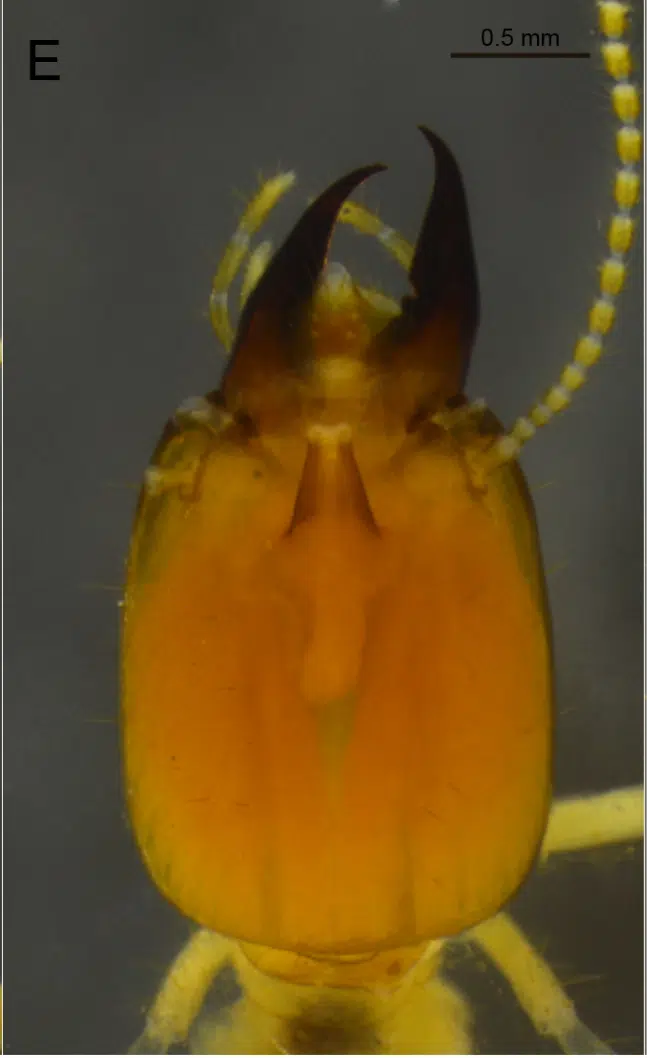 Características morfológicas da cabeça de um cupim do gênero Procornitermes.