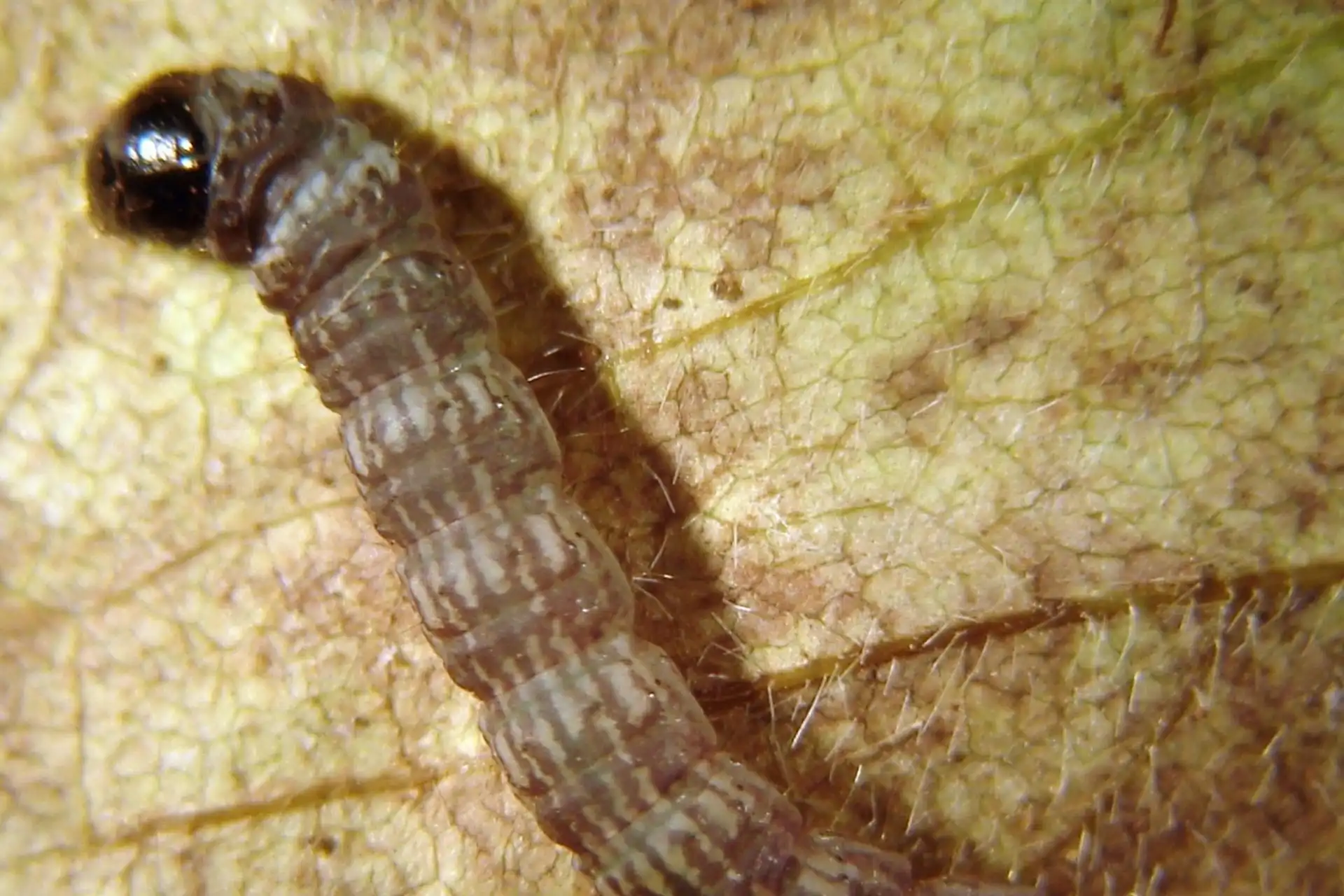 Características da lagarta-elasmo (Elasmopalpus lignosellus), uma praga do milho.