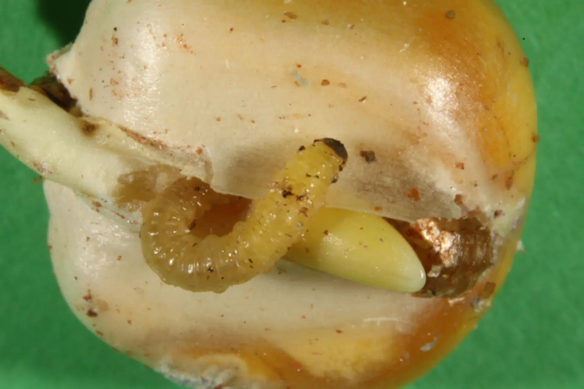 Larva-alfinete (Diabrotica speciosa) consumindo semente de milho em germinação.