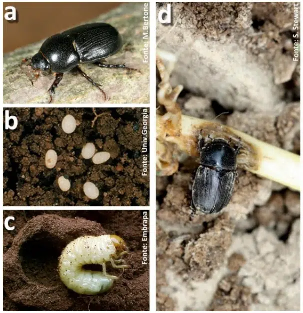 Ciclo de vida do pão-de-galinha (Euetheola humilis), uma praga do milho.