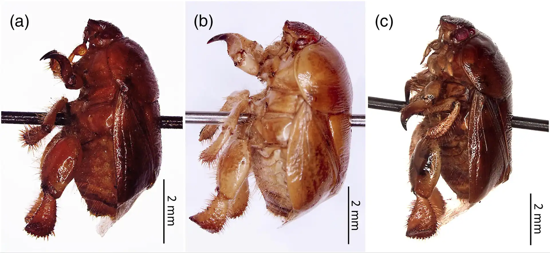 Exemplares de besouros do gênero Scaptocoris, uma praga das raízes do milho.