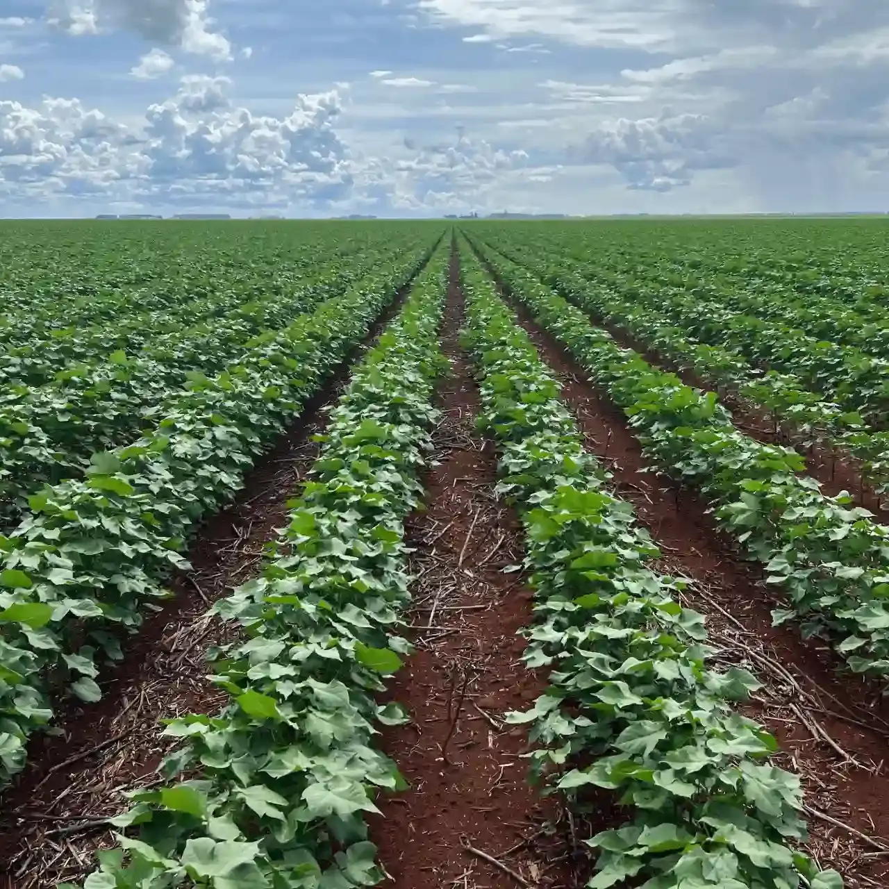 Fotografia panorâmica de uma lavoura de algodão em estágio inicial. O campo é simétrico, com as plantas de algodão bem alinhadas, e o céu é azul com grandes nuvens brancas.