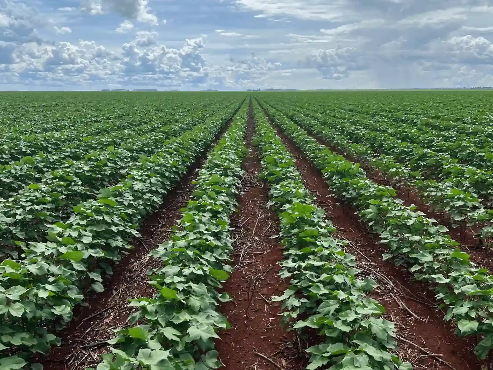 Fotografia panorâmica de uma lavoura de algodão em estágio inicial. O campo é simétrico, com as plantas de algodão bem alinhadas, e o céu é azul com grandes nuvens brancas.