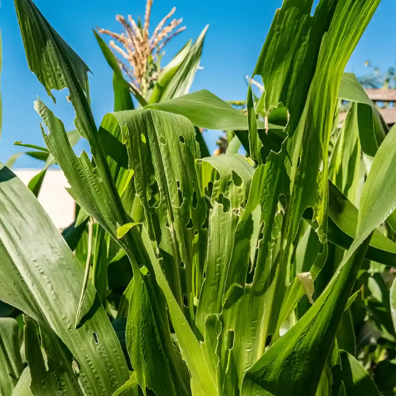 Pragas do milho mais comuns como o manejo integrado protege sua safra uai