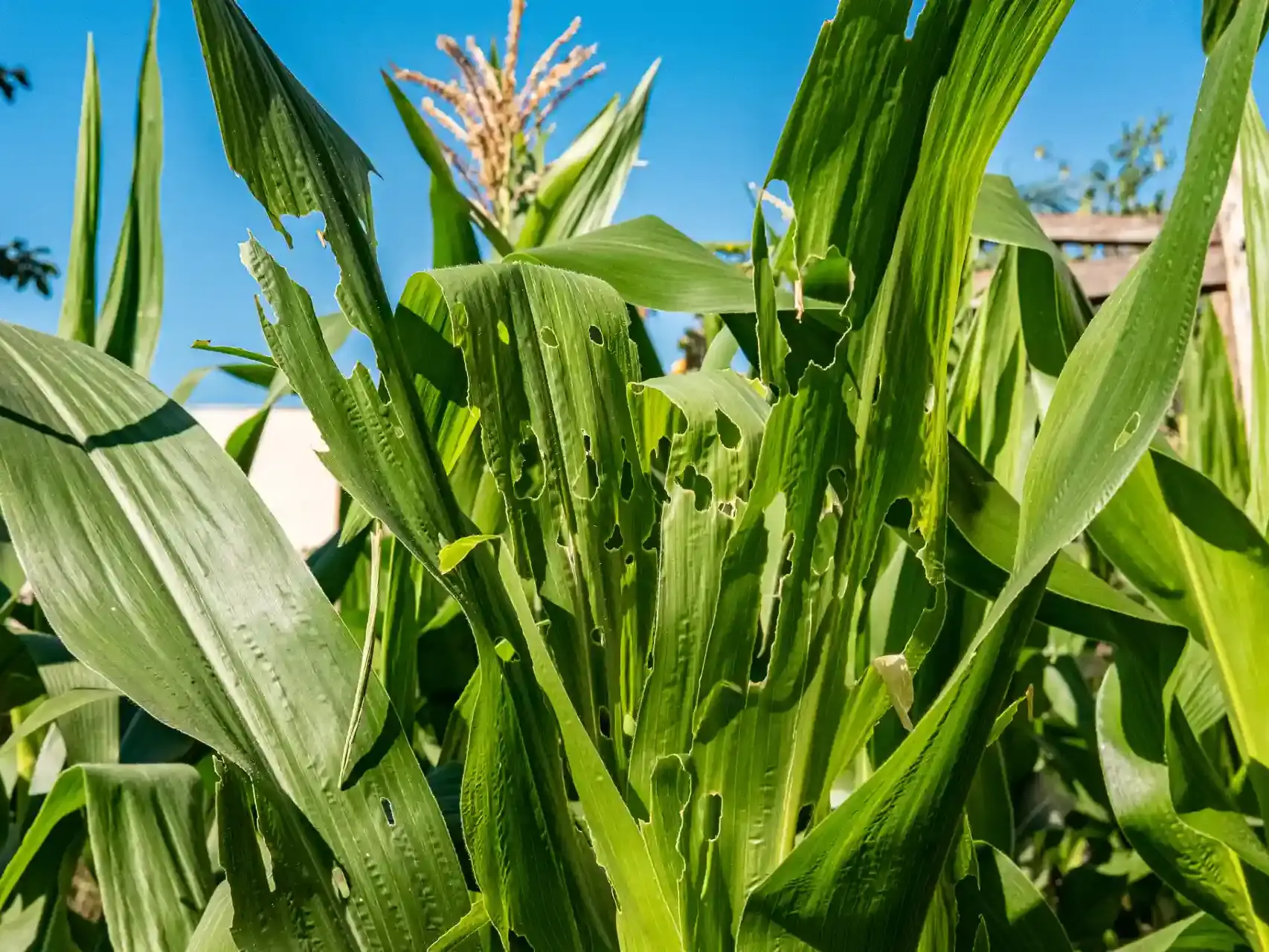 Pragas do milho mais comuns como o manejo integrado protege sua safra uai