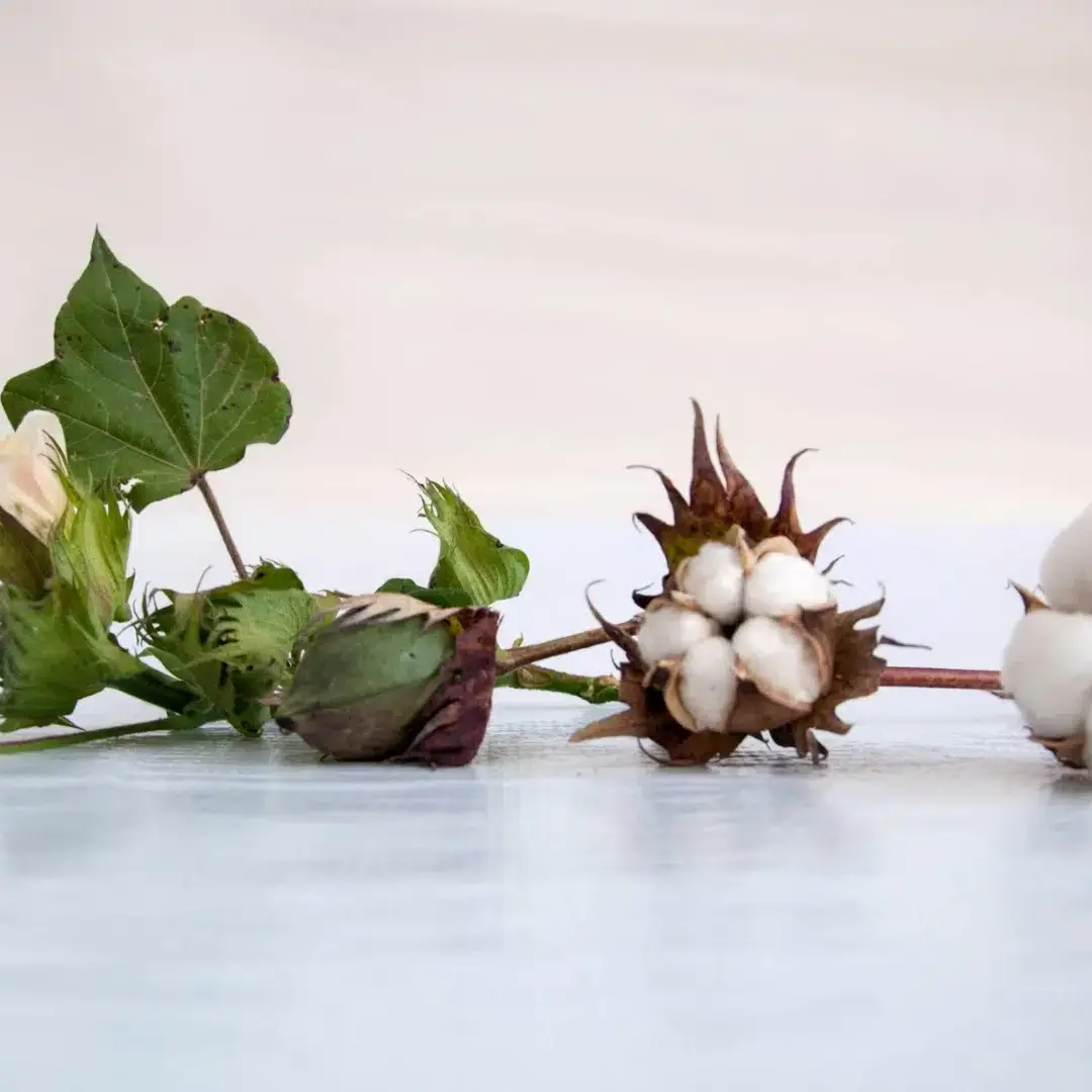 Composição linear que mostra o ciclo do algodão: um botão floral fechado, uma maçã verde e um capulho de algodão branco totalmente aberto.