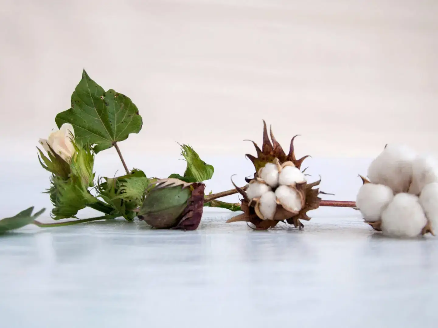 Composição linear que mostra o ciclo do algodão: um botão floral fechado, uma maçã verde e um capulho de algodão branco totalmente aberto.