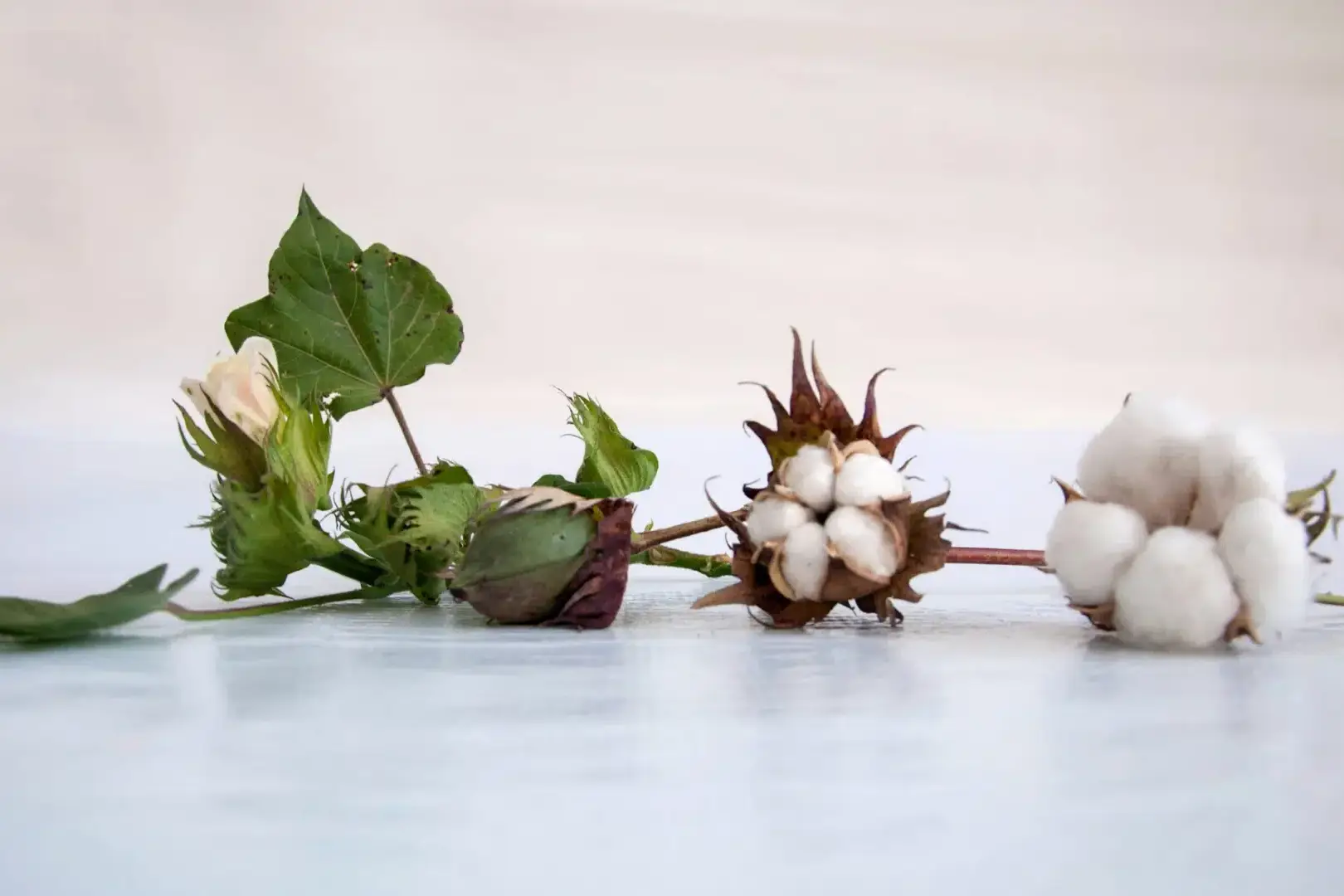 Composição linear que mostra o ciclo do algodão: um botão floral fechado, uma maçã verde e um capulho de algodão branco totalmente aberto.