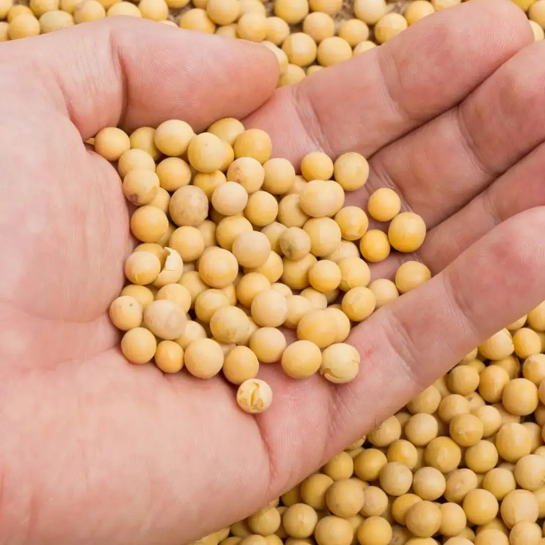 Mão avaliando a qualidade da soja retirado de uma sacaria.