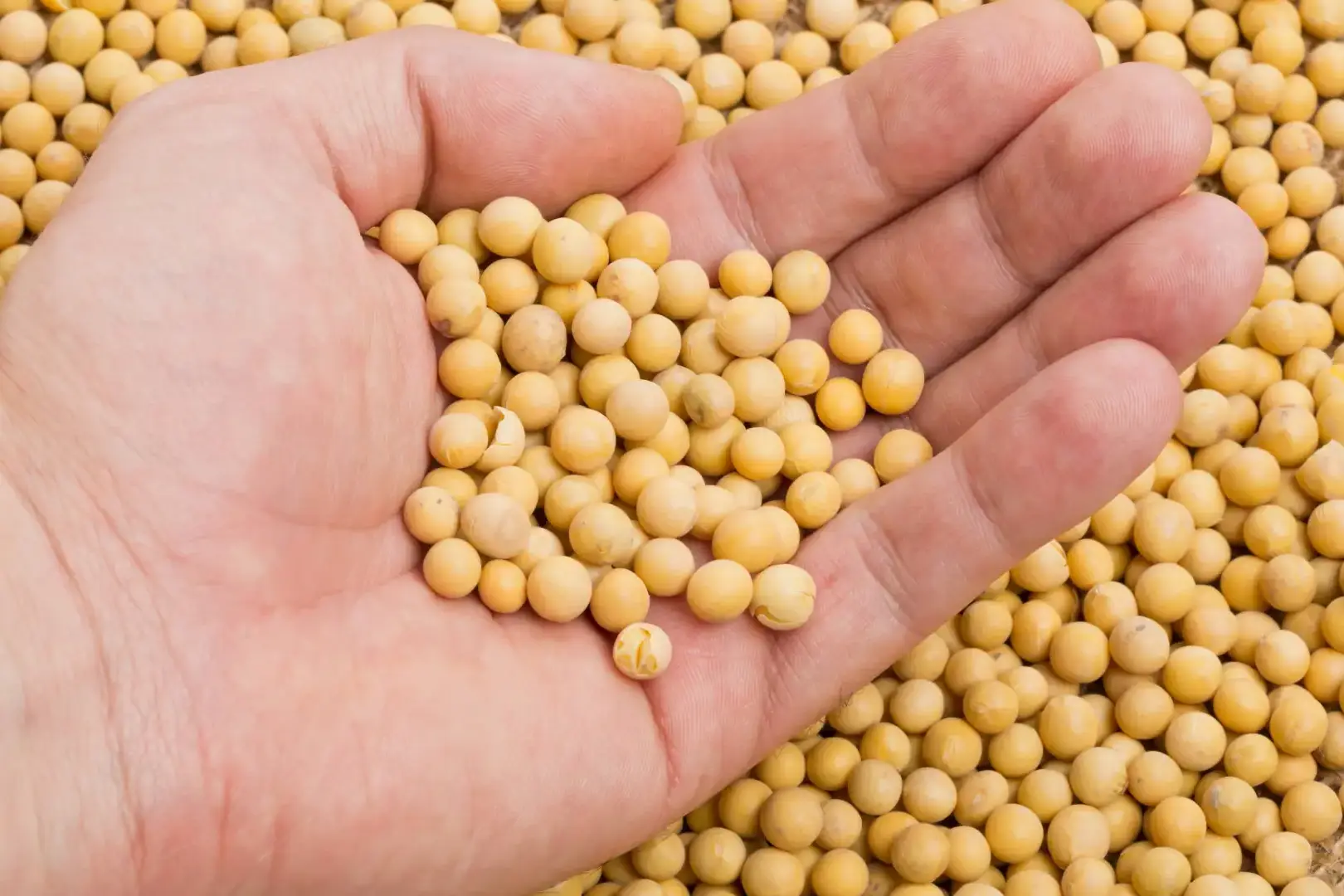 Mão avaliando a qualidade da soja retirado de uma sacaria.