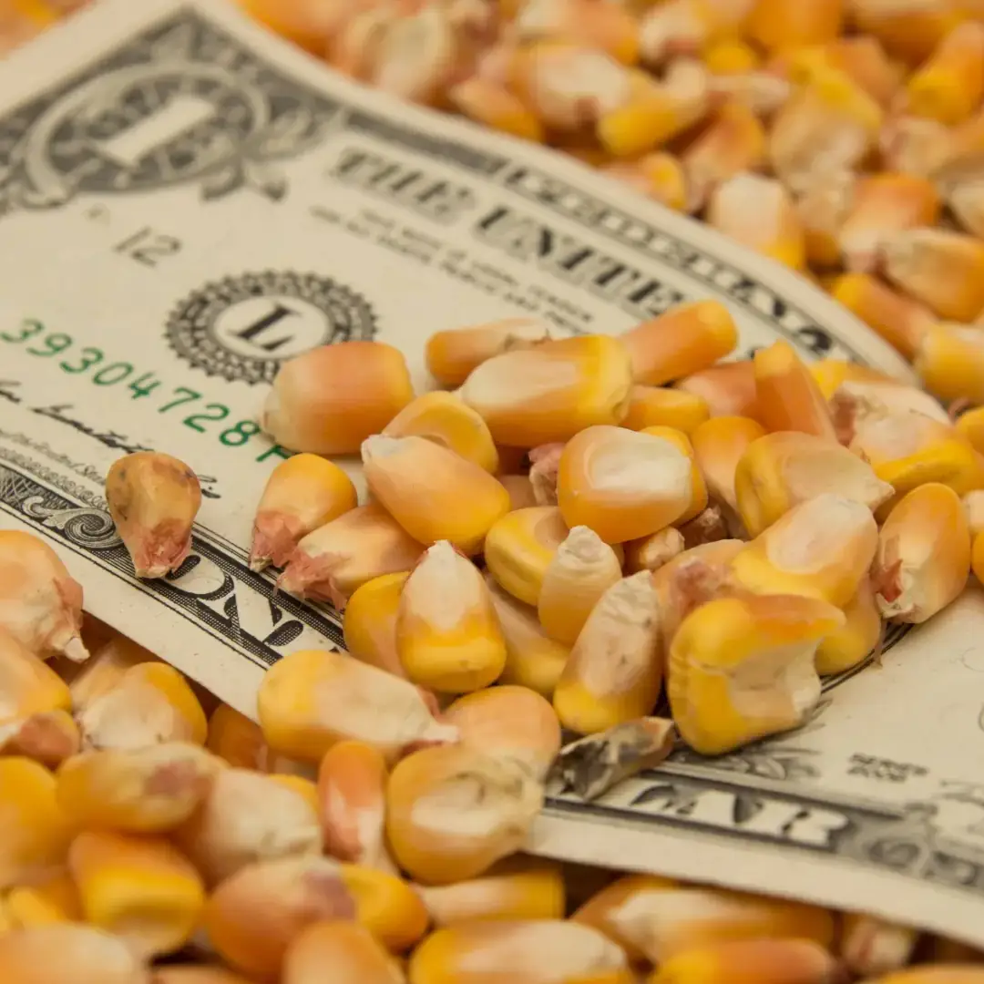 Nota de dinheiro em meio a grãos de milho, simbolizando o custo de produção do milho safrinha.