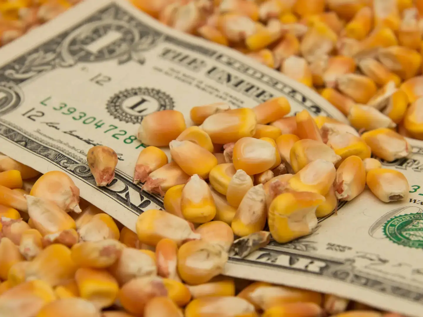 Nota de dinheiro em meio a grãos de milho, simbolizando o custo de produção do milho safrinha.