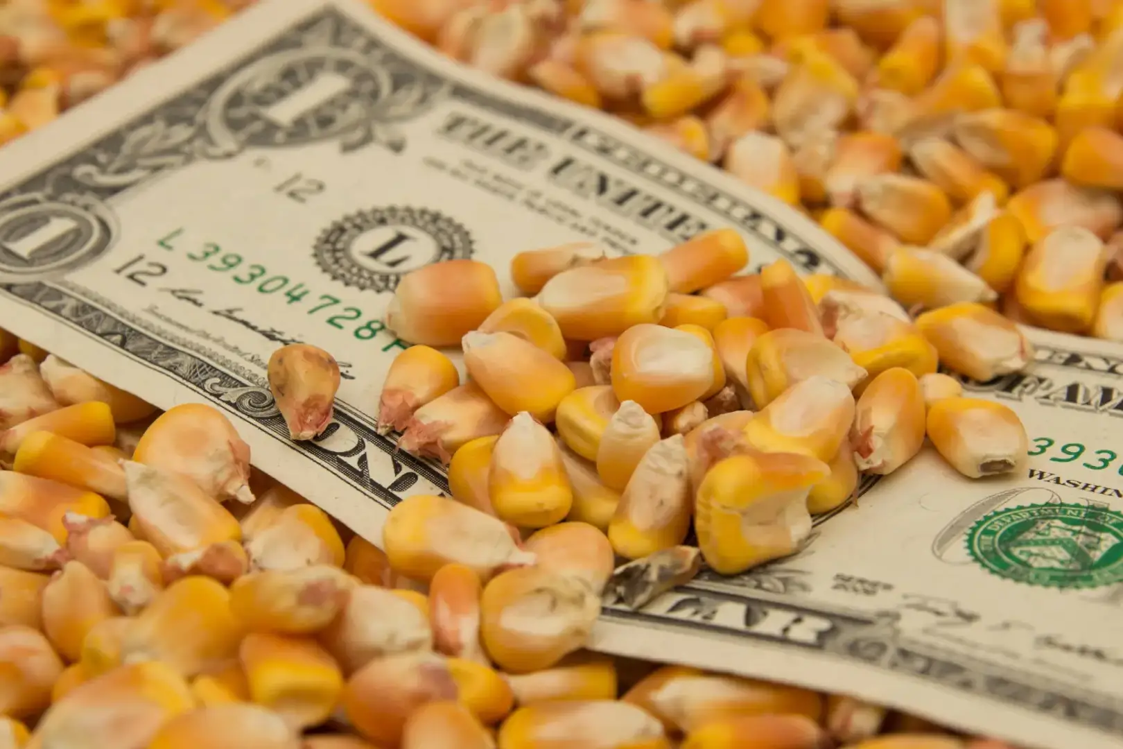 Nota de dinheiro em meio a grãos de milho, simbolizando o custo de produção do milho safrinha.
