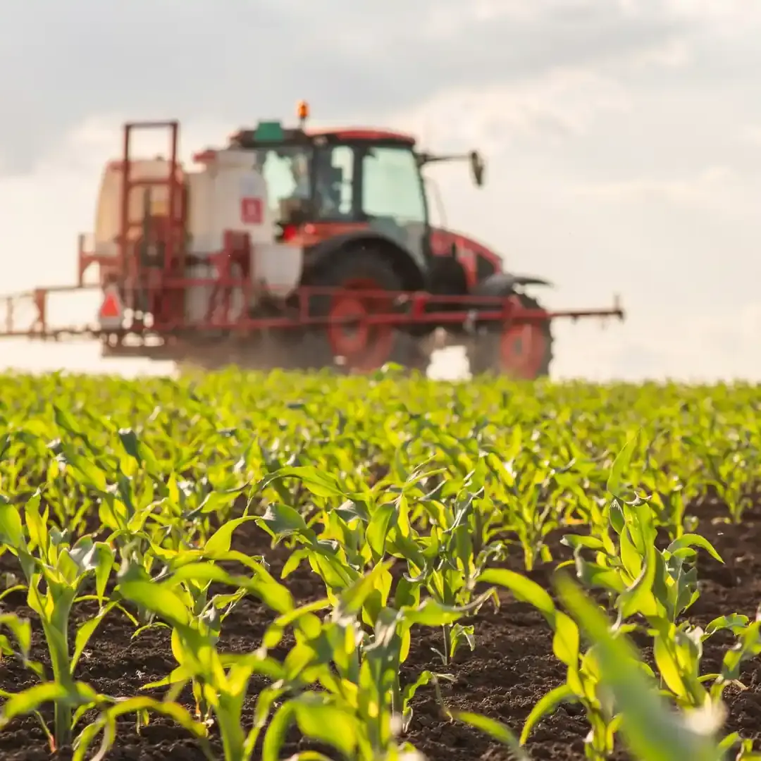 Trator vermelho em lavoura jovem de milho fazendo a pulverização das plantas com defensivos agrícolas.