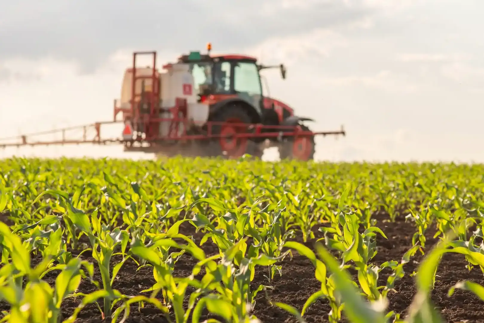 Trator vermelho em lavoura jovem de milho fazendo a pulverização das plantas com defensivos agrícolas.