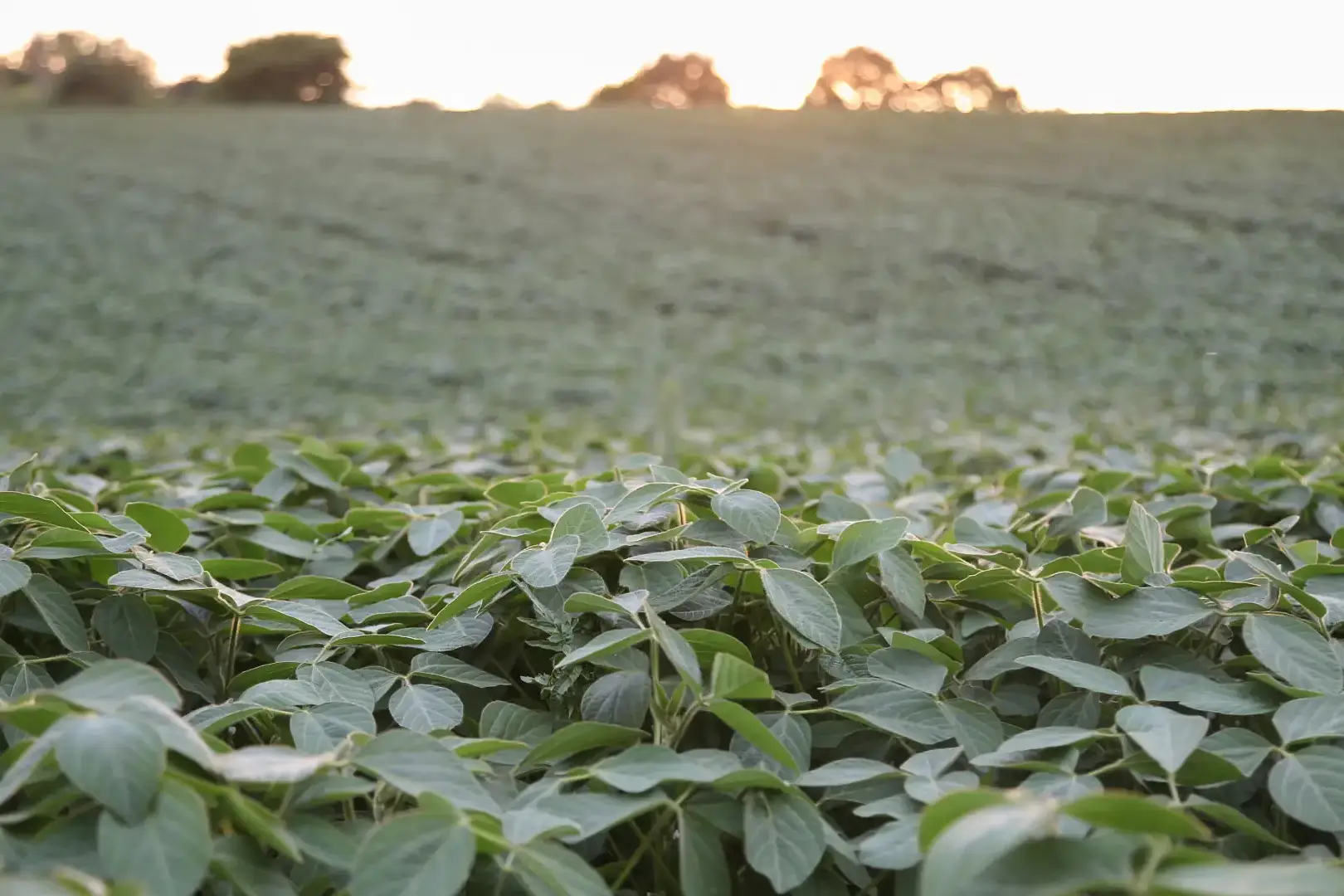 Vista panorâmica de uma lavoura de soja saudável sob a luz do pôr do sol.