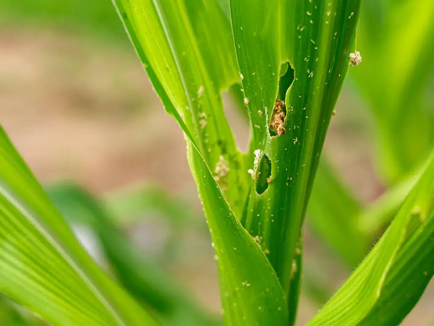 Folhas de milho com perfurações e excrementos, sinais de ataque de largartas, uma das principais pragas do milho.