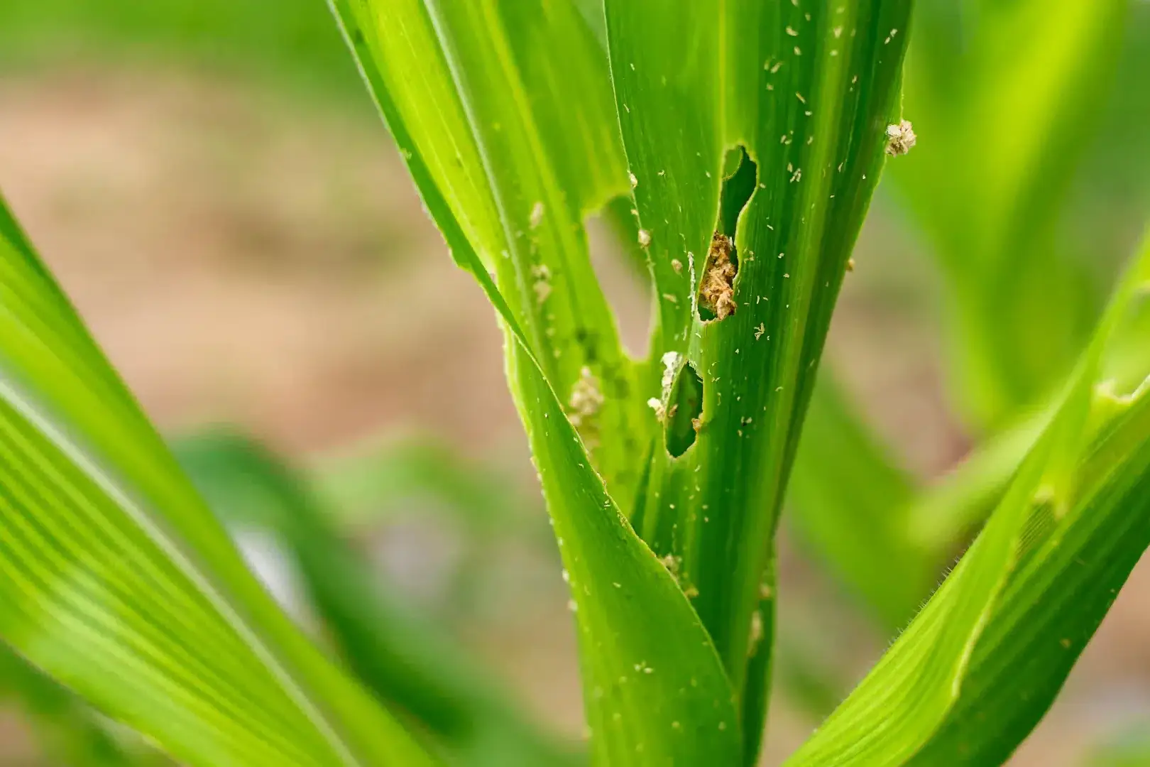 Folhas de milho com perfurações e excrementos, sinais de ataque de largartas, uma das principais pragas do milho.