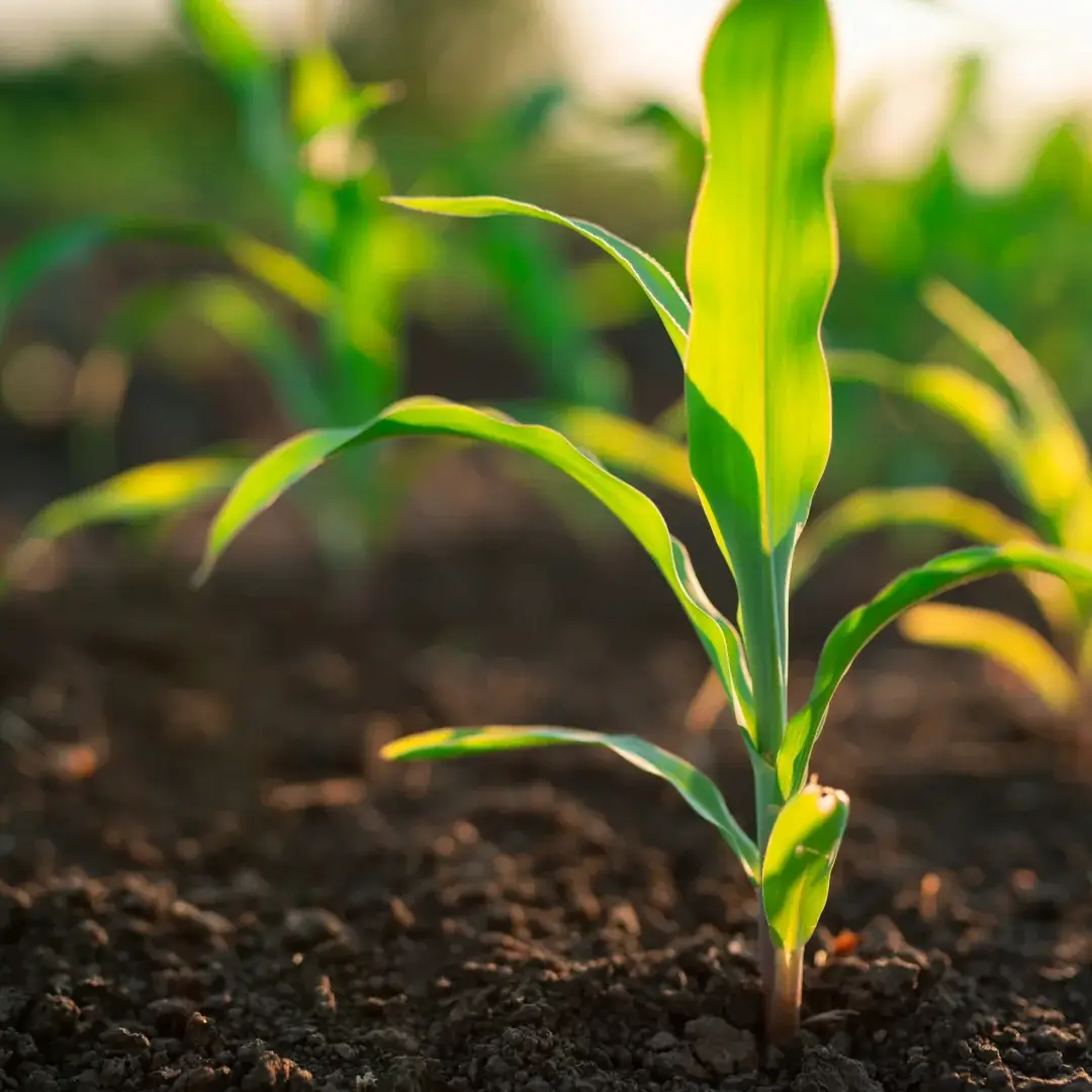 Pequenas plantas de milho estão crescendo a partir do solo, recebendo a luz do sol.