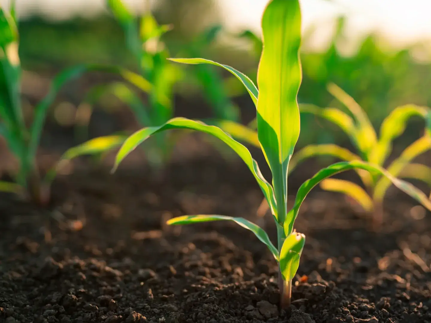 Pequenas plantas de milho estão crescendo a partir do solo, recebendo a luz do sol.
