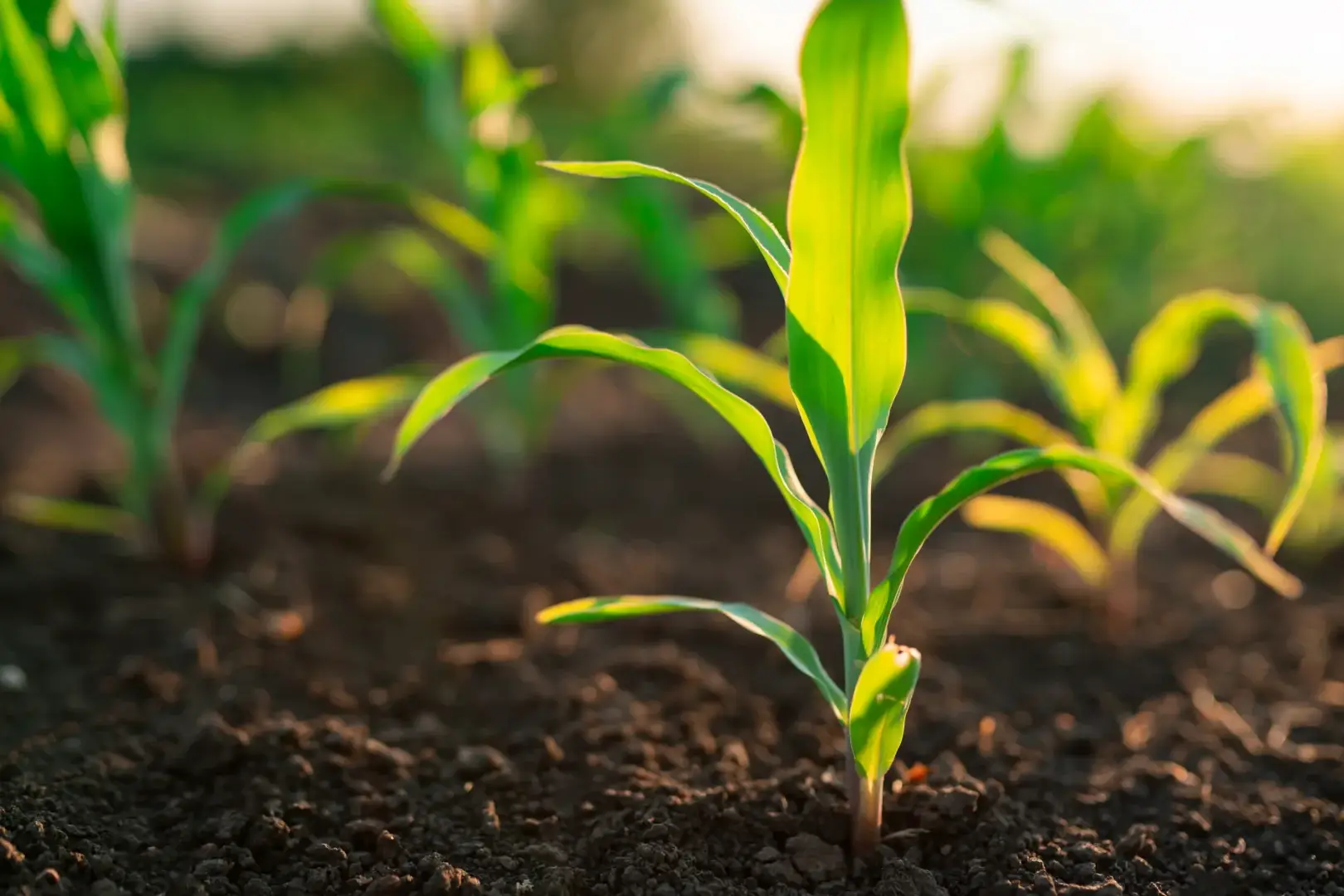 Pequenas plantas de milho estão crescendo a partir do solo, recebendo a luz do sol.