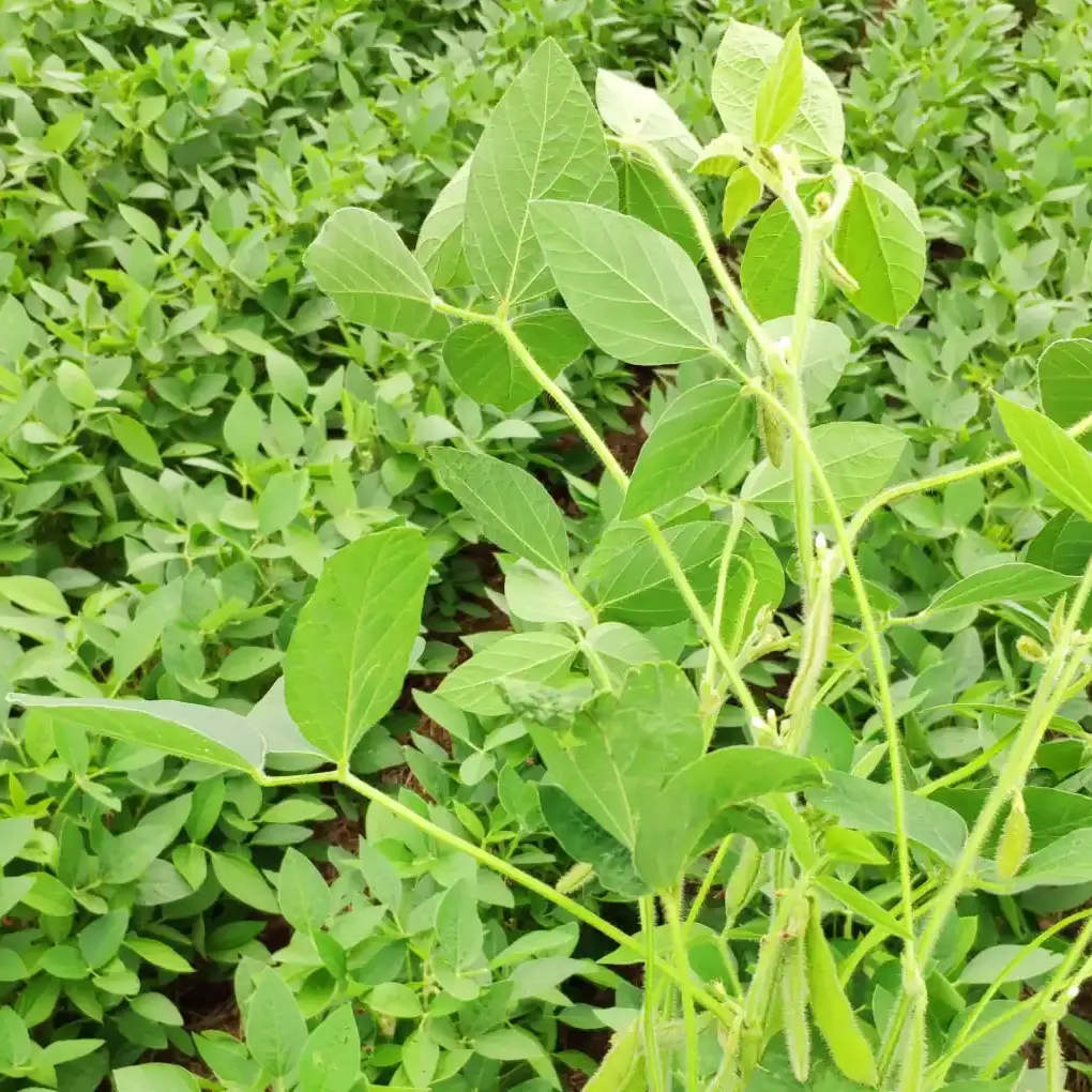 Close-up de uma planta de soja vigorosa com diversas vagens em desenvolvimento em um campo.