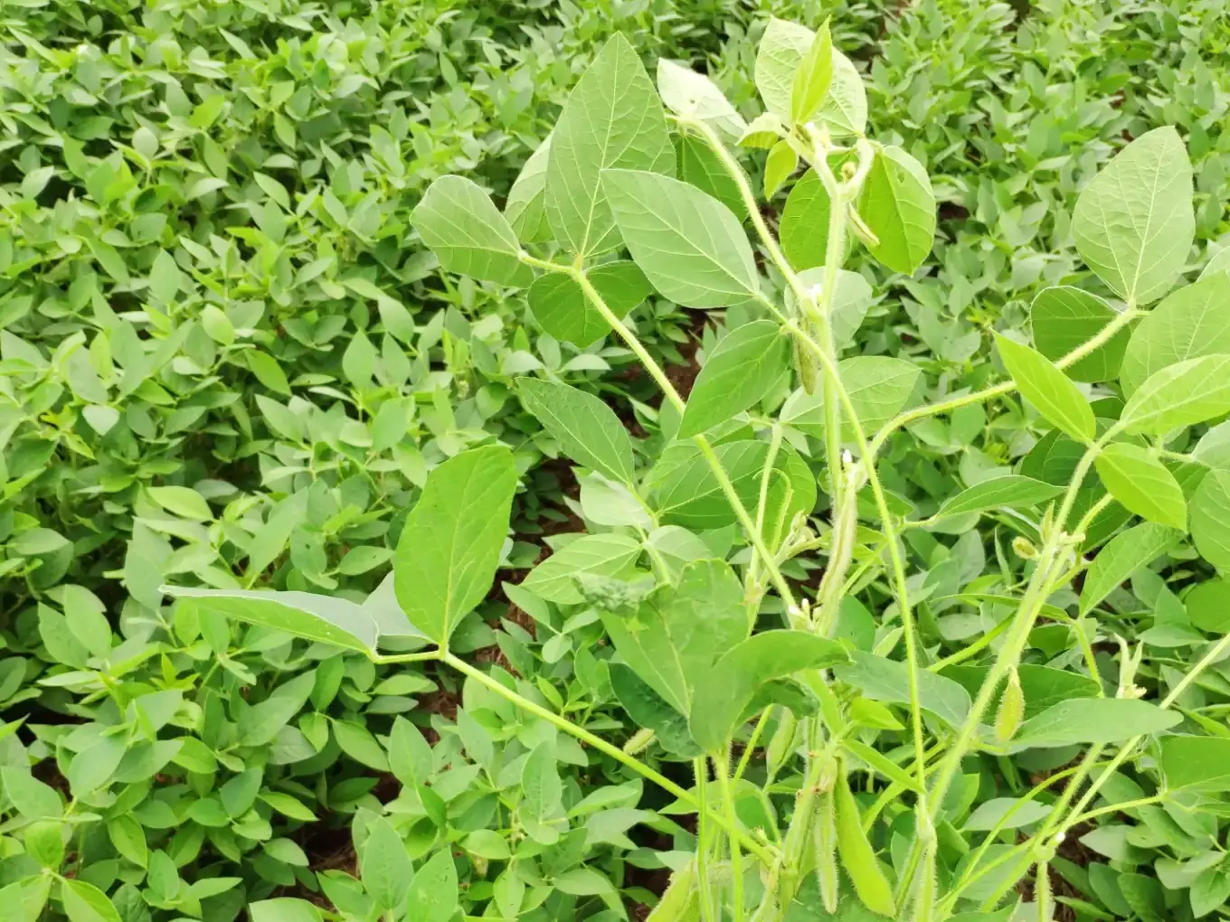 Close-up de uma planta de soja vigorosa com diversas vagens em desenvolvimento em um campo.