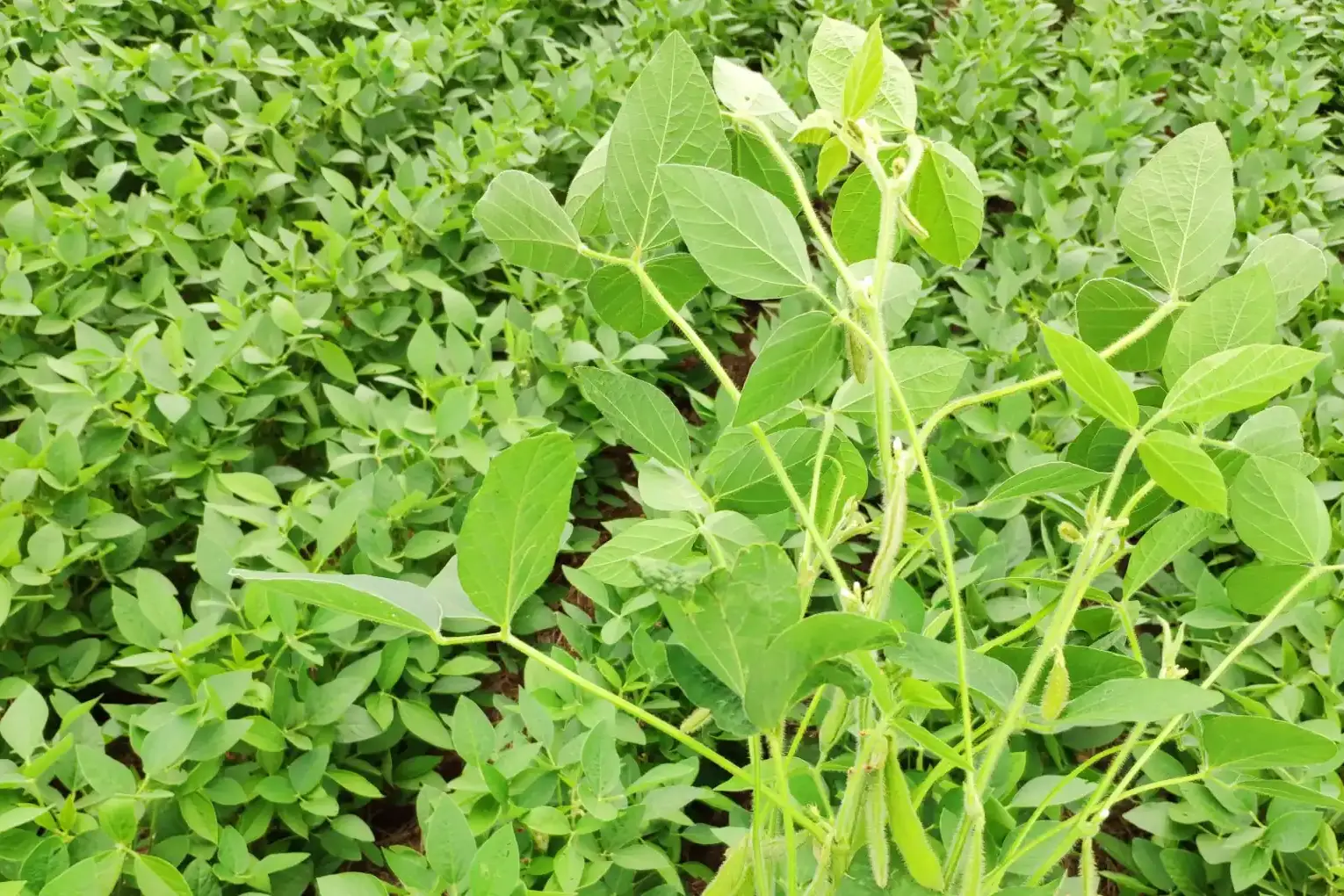 Close-up de uma planta de soja vigorosa com diversas vagens em desenvolvimento em um campo.