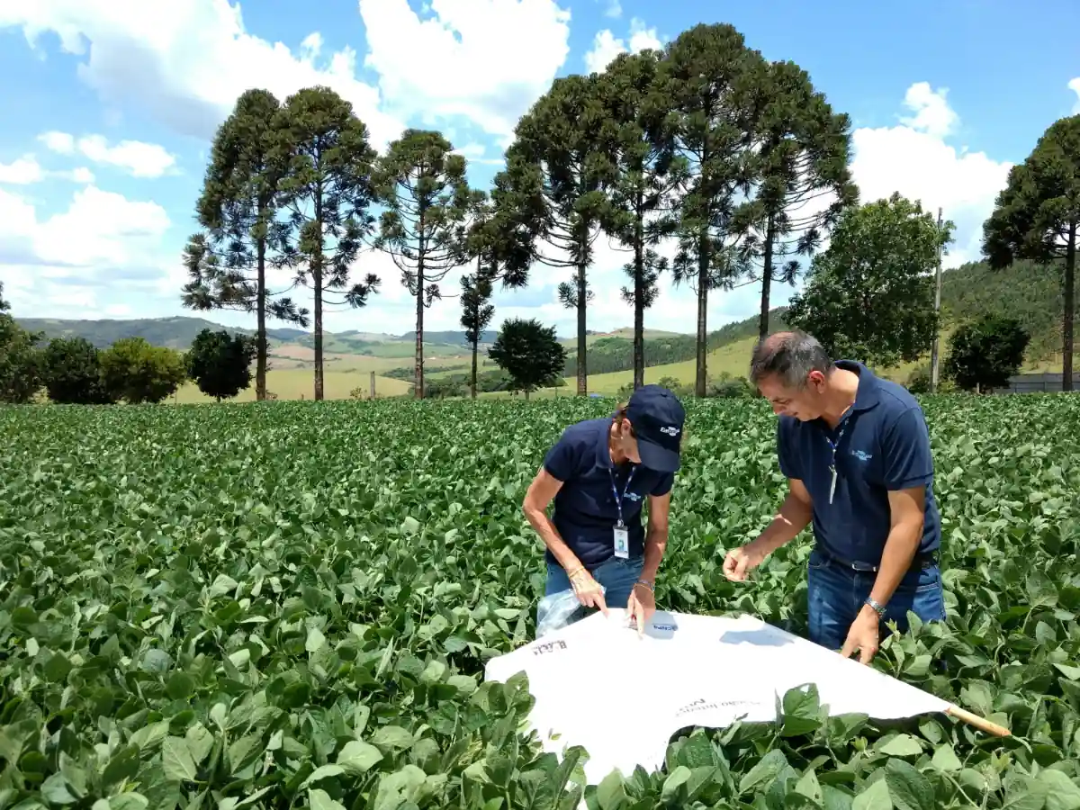 Dois técnicos da Embrapa avaliando um pano de batida usado em uma lavoura de soja, uma das principais ferramentas para o monitoramento de percevejos na soja.