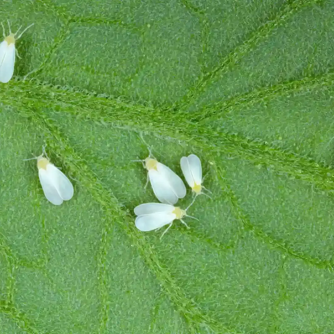 Adultos de mosca-branca na soja.