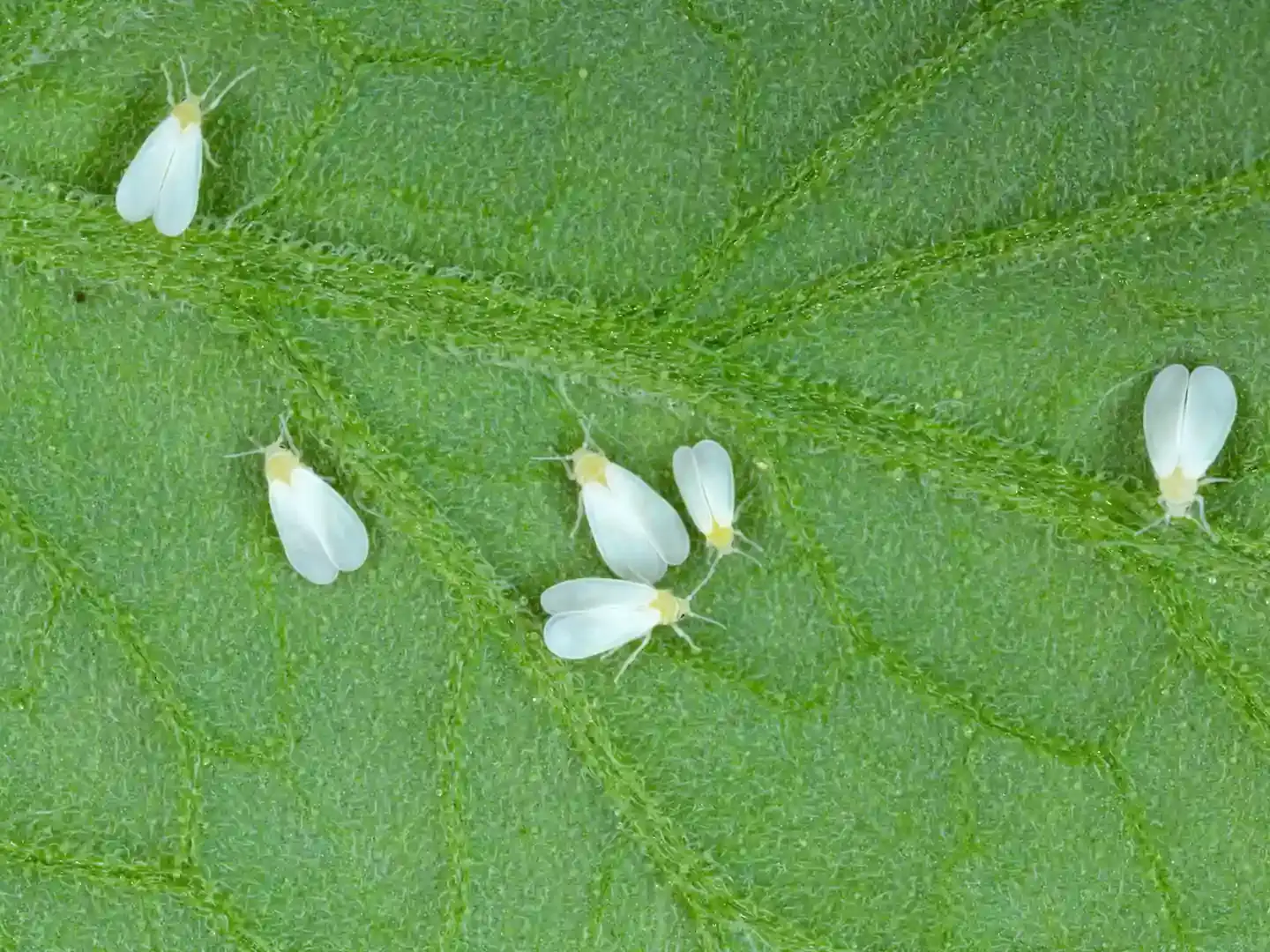 Adultos de mosca-branca na soja.