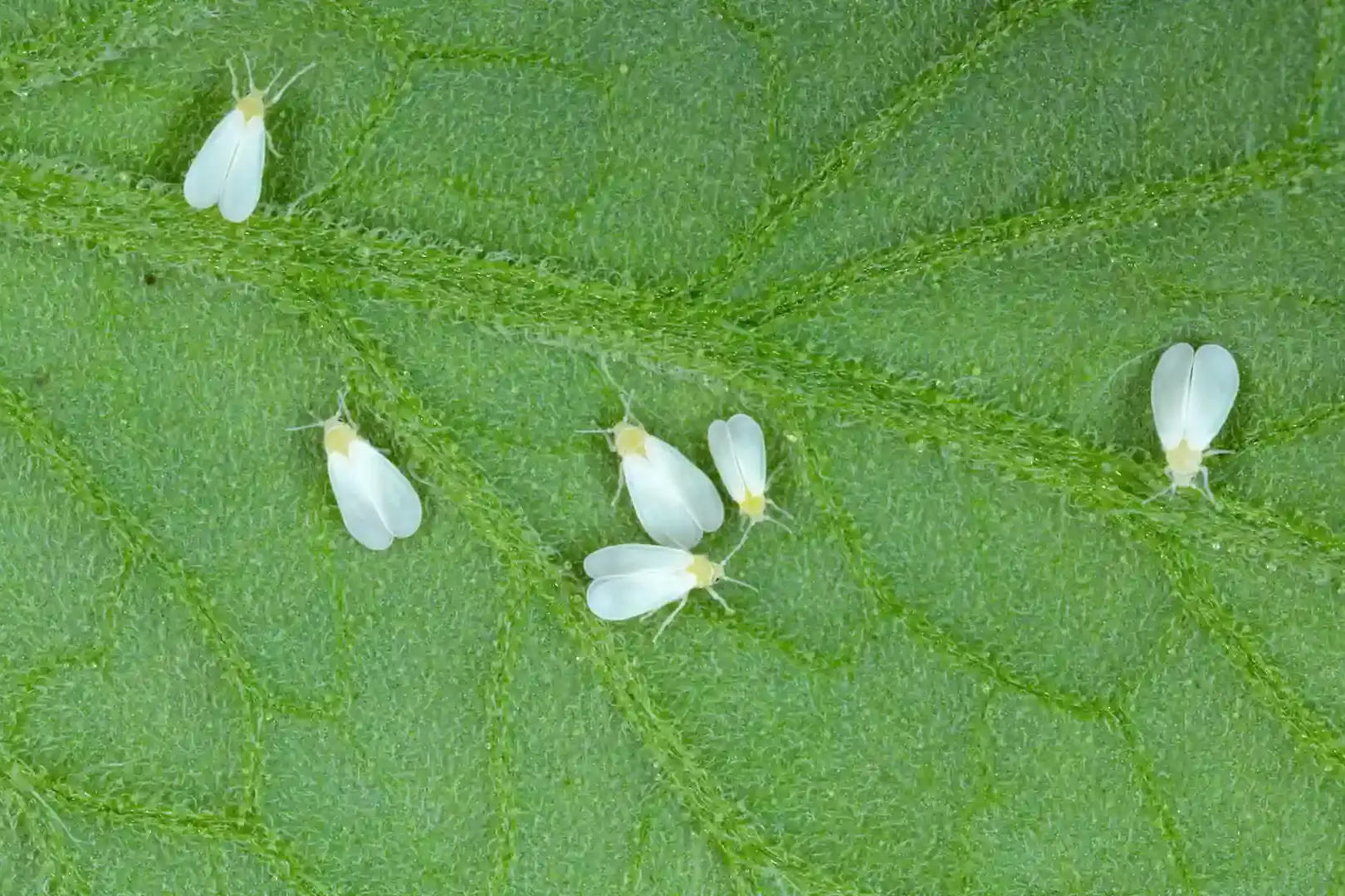 Adultos de mosca-branca na soja.