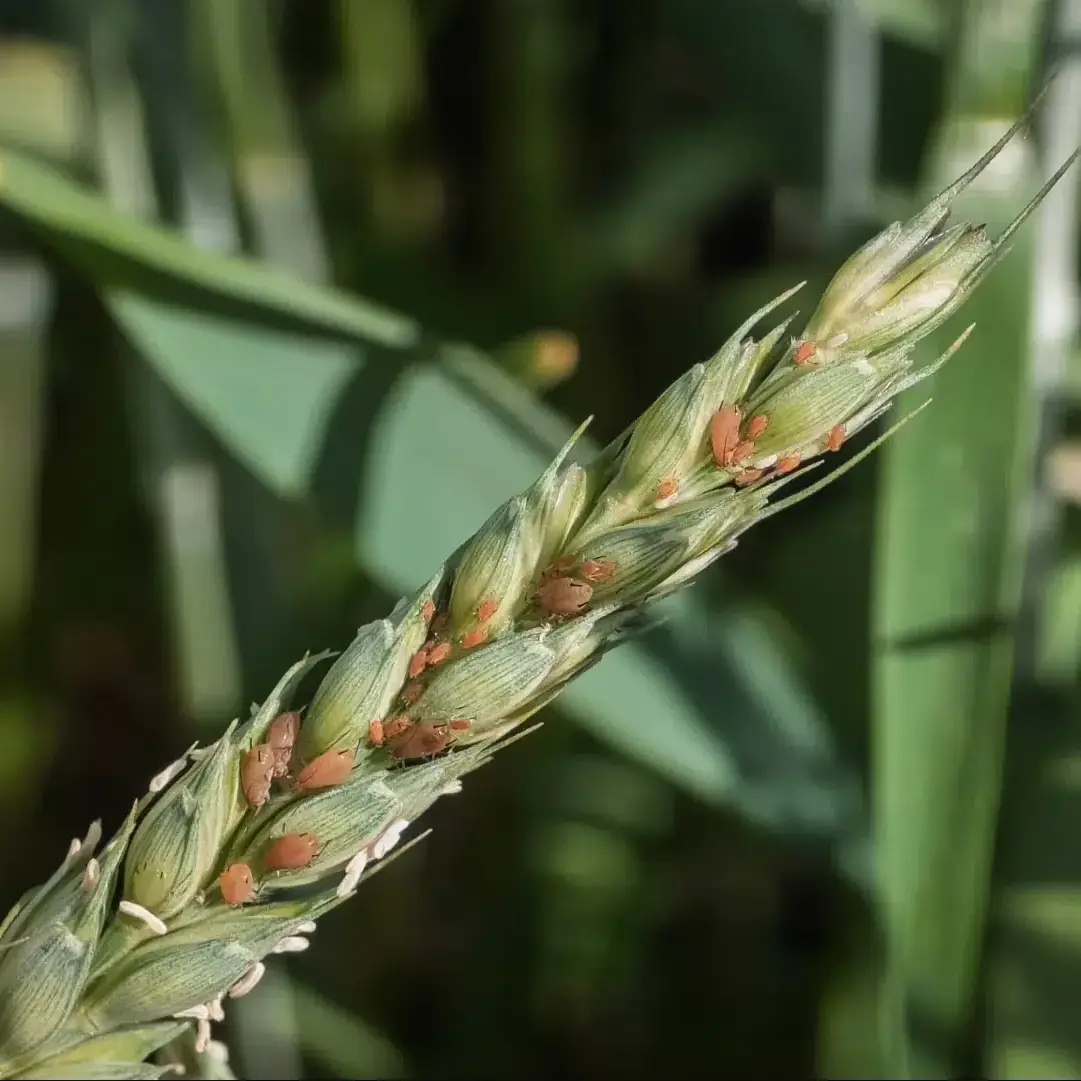 Colônia de pulgão no trigo., se alimentando da espiga