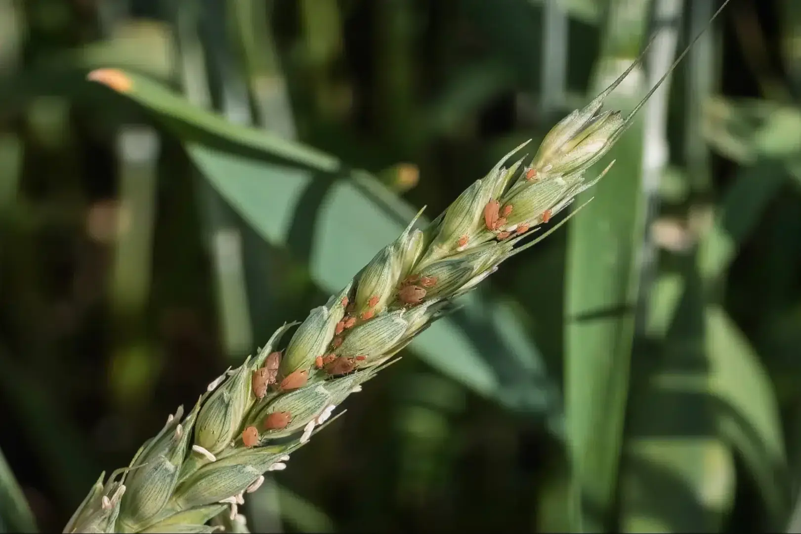 Colônia de pulgão no trigo., se alimentando da espiga