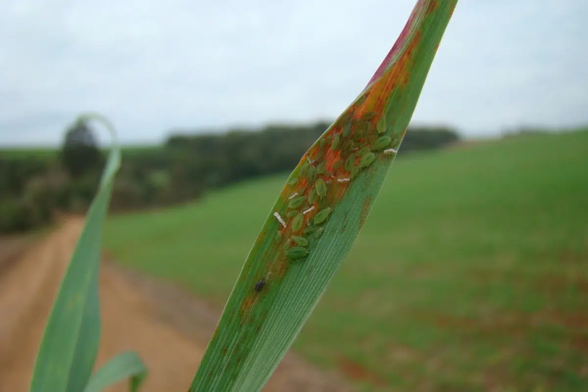 colônia do pulgão-verde-dos-cereais (Schizaphis graminum) em folha de trigo.